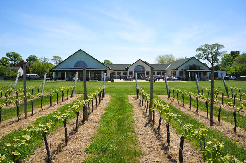 Vineyard rows and the Duck Walk North tasting room in Southold