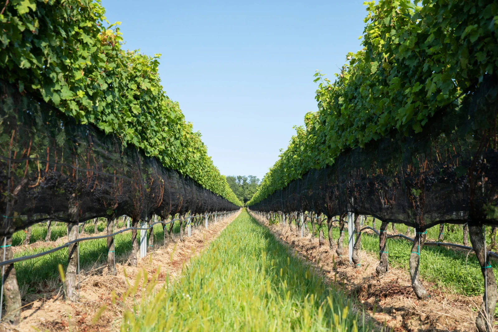 Vineyard rows at Rooted North, formerly Suhru & Lieb