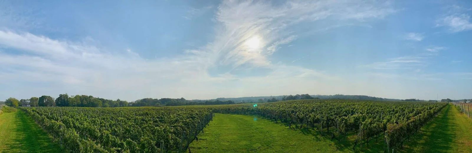 Panorama of North Cliff Vineyards