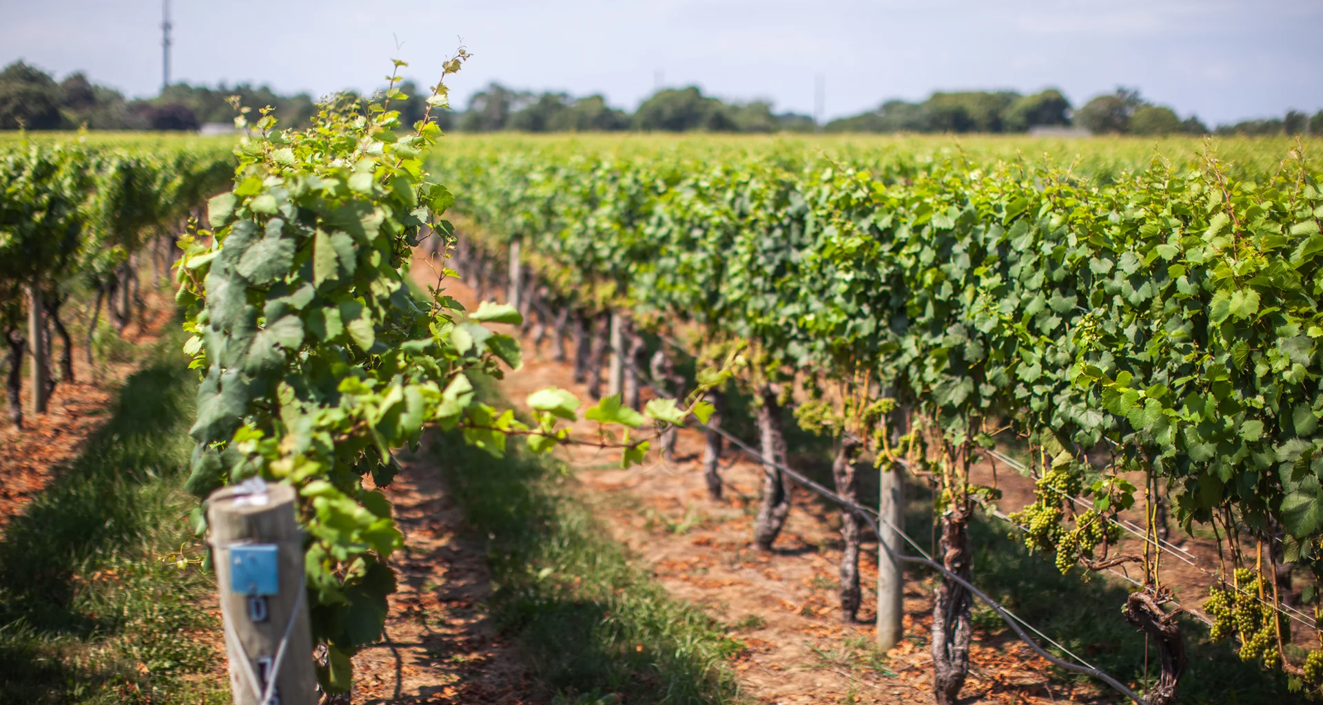 Vineyard rows at RGNY, Riverhead, North Fork