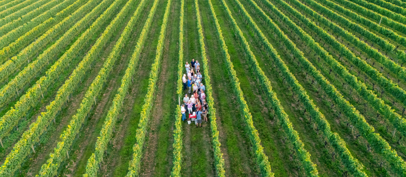 Aerial view of Roanoke Vineyards, Riverhead