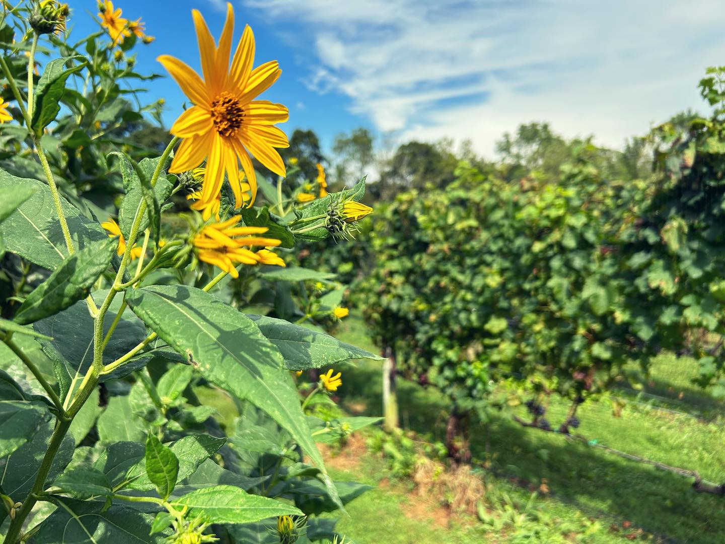 Historical vineyard view at The Old Field Vineyards, Southold