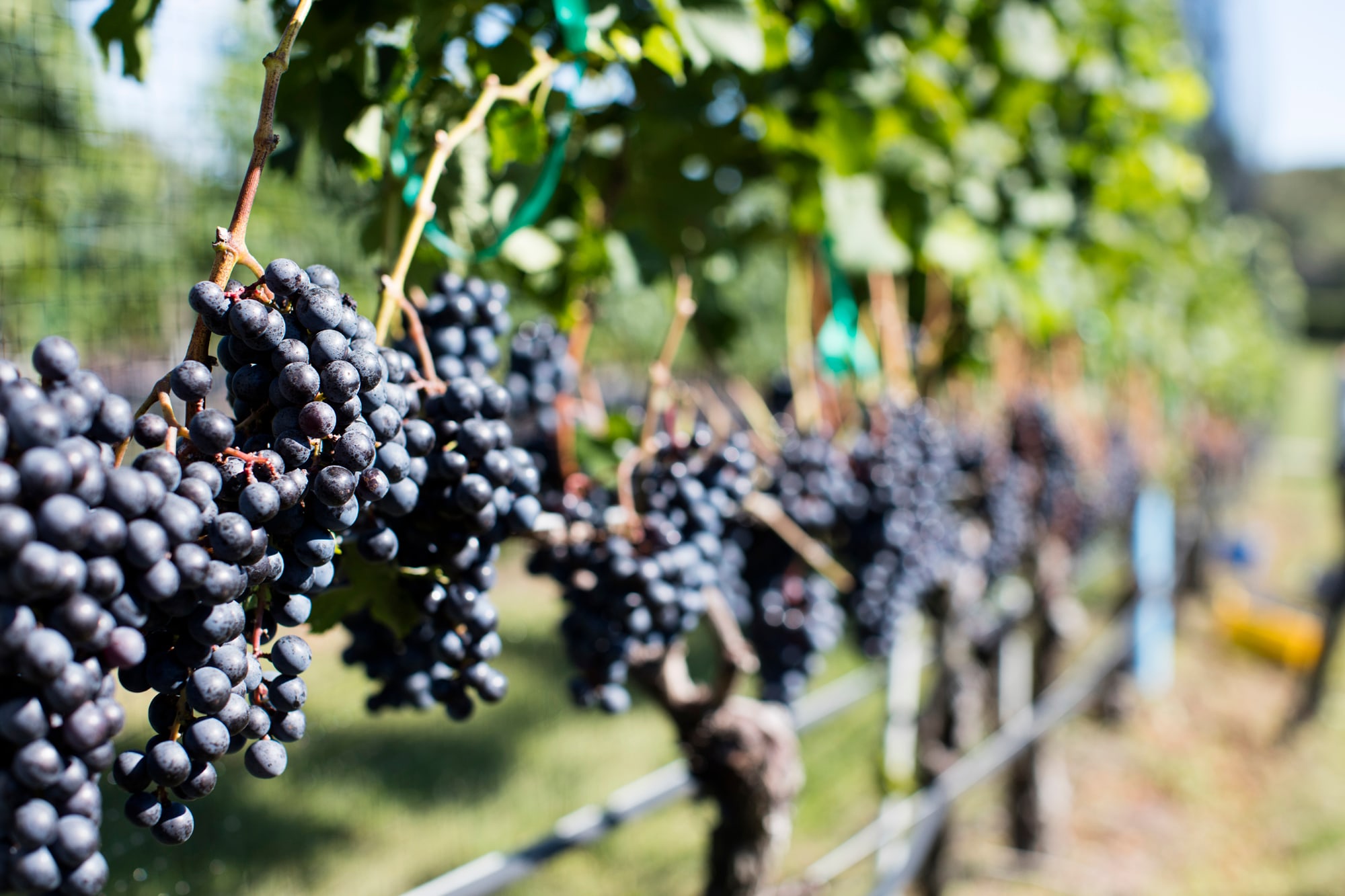 Grapes at Wölffer Estate Vineyard, Sagaponack, Long Island